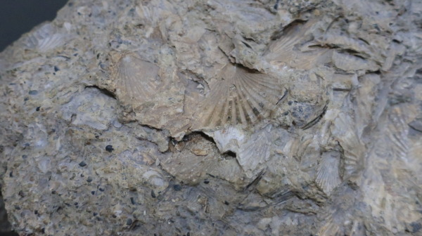 ホタテの化石
