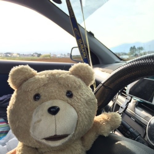 TED　drive　ドライブ　運転　テッド