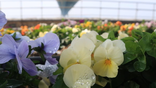 明石海峡大橋　春の花たちが綺麗