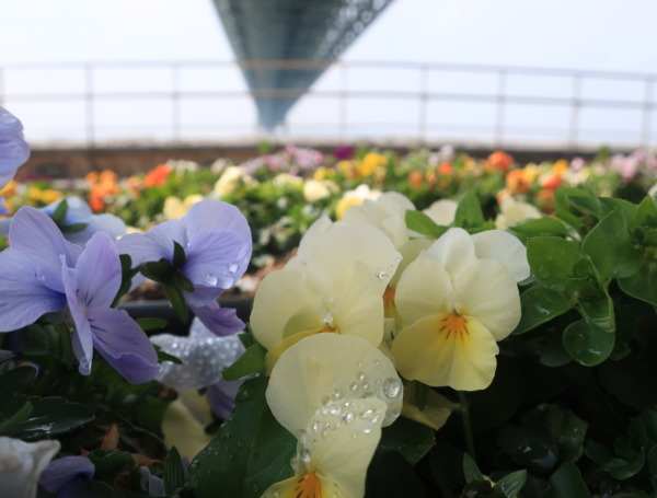 明石海峡大橋　春の花たちが綺麗