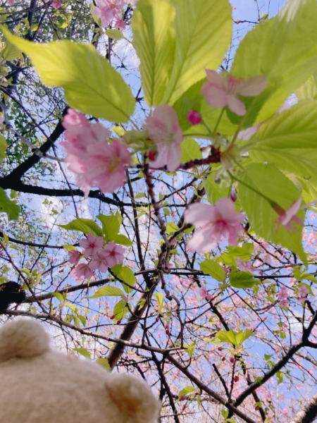 伊豆では桜が咲いてるぞ〜　ことし最初の桜　河津桜　伊豆半島