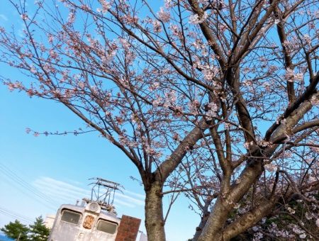 和布刈公園の桜