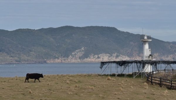 牛さんが灯台と戯れる珍しい灯台【肥前 立石埼灯台】佐賀県