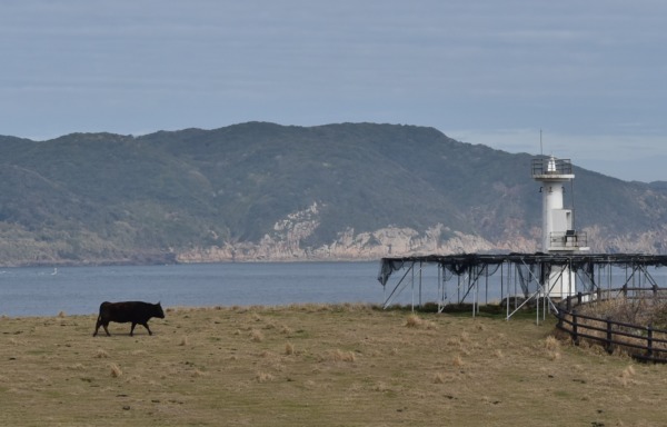 牛さんが灯台と戯れる珍しい灯台【肥前 立石埼灯台】佐賀県