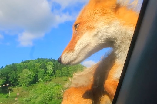 ふと見上げるとキタキツネが目の前に! 北海道のビックリ